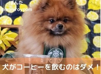 獣医師監修 犬がコーヒーを飲むのはダメ カフェイン中毒の症状と対処法を解説 Moffme