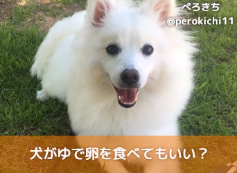 獣医師監修 犬がゆで卵を食べてもいい ゆで卵の与え方や注意点を解説 Moffme