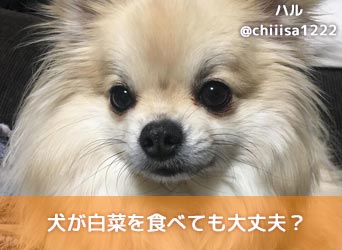 獣医師監修 犬が白菜を食べても大丈夫 与え方や注意点 簡単レシピを解説 Moffme