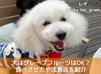 獣医師監修 犬はグレープフルーツを食べても大丈夫 食べさせ方や注意点を紹介 Moffme