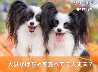 獣医師監修 犬はかぼちゃを食べても大丈夫 与え方や注意点 簡単レシピを解説 Moffme