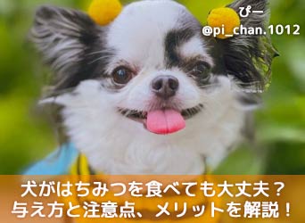 犬がはちみつを食べても大丈夫 与え方と注意点 メリットを解説 Moffme 犬がはちみつを食べても大丈夫 与え方と注意点 メリットを解説 Moffme