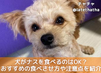 犬がナスを食べるのはok おすすめの食べさせ方や注意点を紹介 Moffme