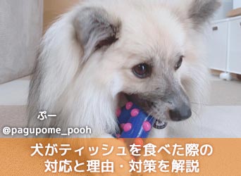 犬がティッシュを食べた 食べて知った際の対応と理由 対策を解説 Moffme