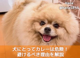 犬にとってカレーは危険 食べるのも舐めるのも避けるべき理由を解説 Moffme