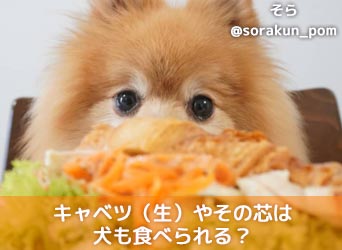キャベツ 生 やその芯は犬も食べられる 食べすぎないように注意 Moffme キャベツ 生 やその芯は犬も食べられる 食べすぎないように注意 Moffme