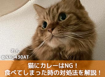獣医師監修 猫にカレーはng ダメな理由と食べてしまった時の対処法を解説 Moffme