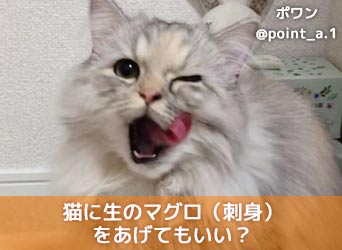 猫に生のマグロ 刺身 をあげてもいい 食べ過ぎや病気には要注意 Moffme