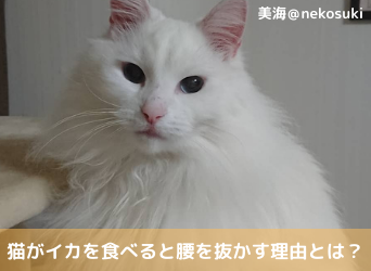 猫がイカを食べると腰を抜かす理由とは 猫にイカを与えるデメリットを解説 Moffme