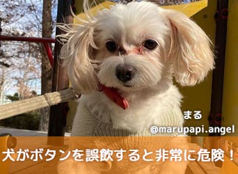 獣医師監修 犬がボタンを誤飲すると非常に危険 誤飲 誤食を防ぐ方法を解説 Moffme 獣医師監修 犬がボタンを誤飲すると非常に危険 誤飲 誤食を防ぐ方法を解説 Moffme
