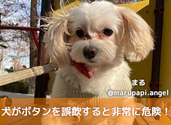 獣医師監修 犬がボタンを誤飲すると非常に危険 誤飲 誤食を防ぐ方法を解説 Moffme