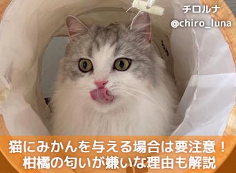 猫にみかんを与える場合は要注意 柑橘の匂いが嫌いな理由も解説 Moffme