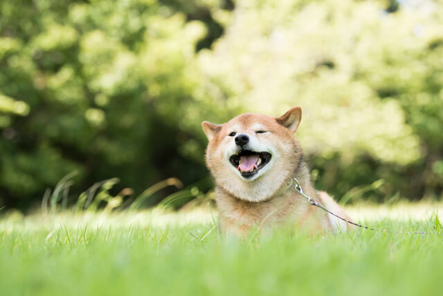 犬が草を食べるのはなぜ 食べても大丈夫な理由や注意点を解説 Moffme