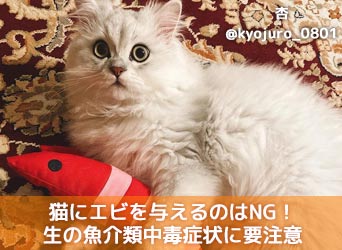 猫にエビを与えるのはng 生の甲殻類や魚介類による中毒症状に要注意 Moffme