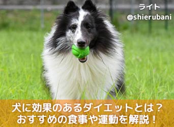 犬に効果のあるダイエットとは おすすめの食事や運動を解説 Moffme