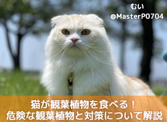 猫が観葉植物を食べる 有害で危険な観葉植物と対策について解説 Moffme 猫が観葉植物を食べる 有害で危険な観葉植物と対策について解説 Moffme