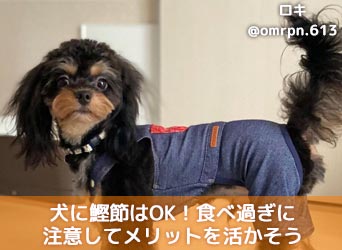 犬に鰹節を与えても大丈夫 食べ過ぎに注意してメリットを活かそう Moffme 犬に鰹節を与えても大丈夫 食べ過ぎに注意してメリットを活かそう Moffme