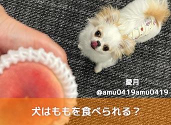 犬はももを食べられる 便秘の予防や解消に効果的だが種の誤飲に注意 Moffme