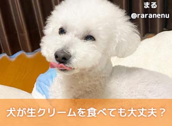 犬が生クリームを食べても大丈夫 与えてはダメな理由と代用品を解説 Moffme 犬が生クリームを食べても大丈夫 与えてはダメな理由と代用品を解説 Moffme