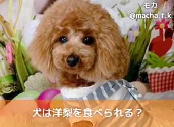 犬は洋梨を食べられる 犬に与えるメリットやおいしい食べ方を紹介 Moffme