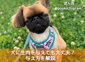 犬に生肉を与えても大丈夫 メリット デメリットと与え方を解説 Moffme