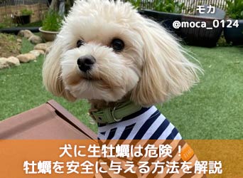 犬に生牡蠣は危険 牡蠣を安全に与える方法や牡蠣の栄養 効果を解説 Moffme