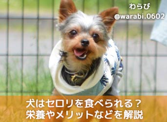 犬はセロリを食べられる セロリの栄養や与えるメリットなどを解説 Moffme