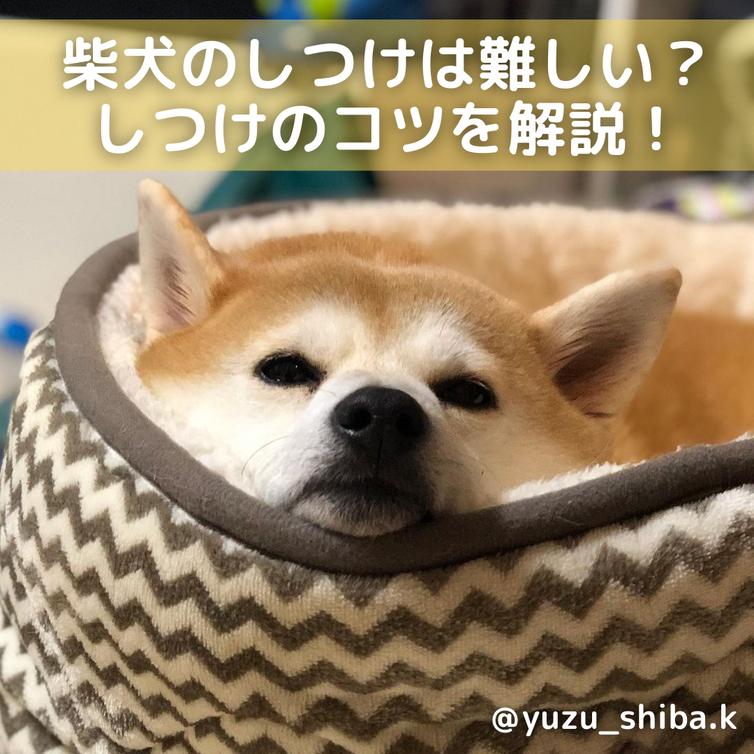 柴犬のしつけは難しいって本当 正しいしつけ方としつけのコツを解説 Moffme