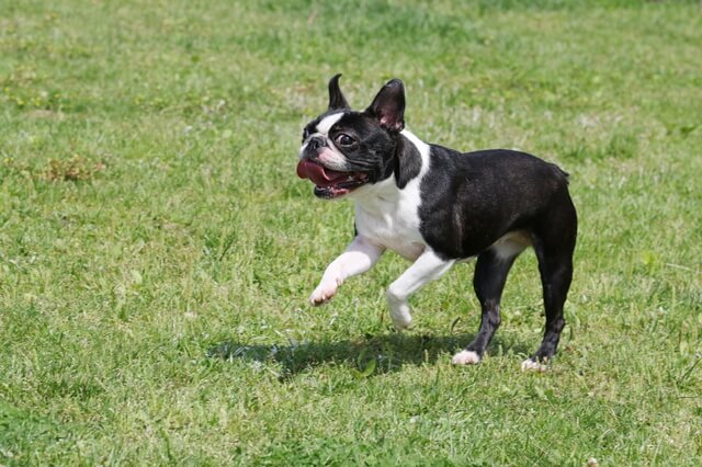 犬がうるさい 自分の愛犬や隣人の犬がうるさい場合の対処法 Moffme 犬がうるさい 自分の愛犬や隣人の犬がうるさい場合の対処法 Moffme