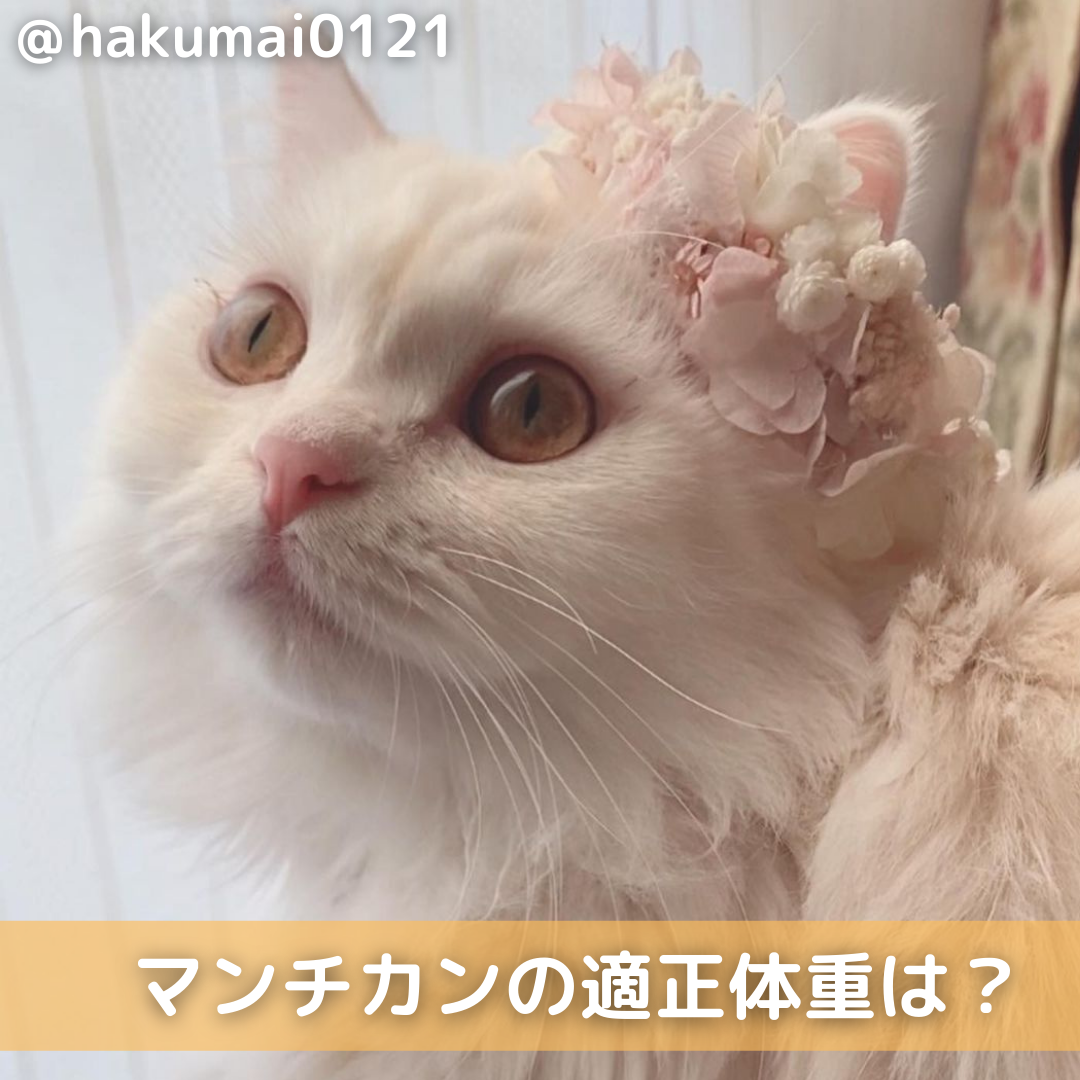 マンチカンの子猫や成猫の適正体重はどれくらい オス メスの違いも解説 Moffme マンチカンの子猫や成猫の適正体重はどれくらい オス メスの違いも解説 Moffme