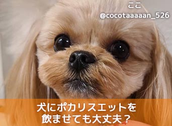 犬にポカリスエットを飲ませても大丈夫 熱中症などの応急処置に有効 Moffme