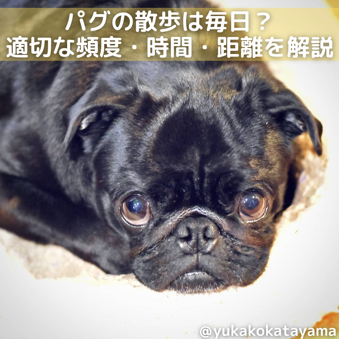 パグの散歩は毎日 パグの散歩の頻度 時間 距離 回数を解説 Moffme パグの散歩は毎日 パグの散歩の頻度 時間 距離 回数を解説 Moffme