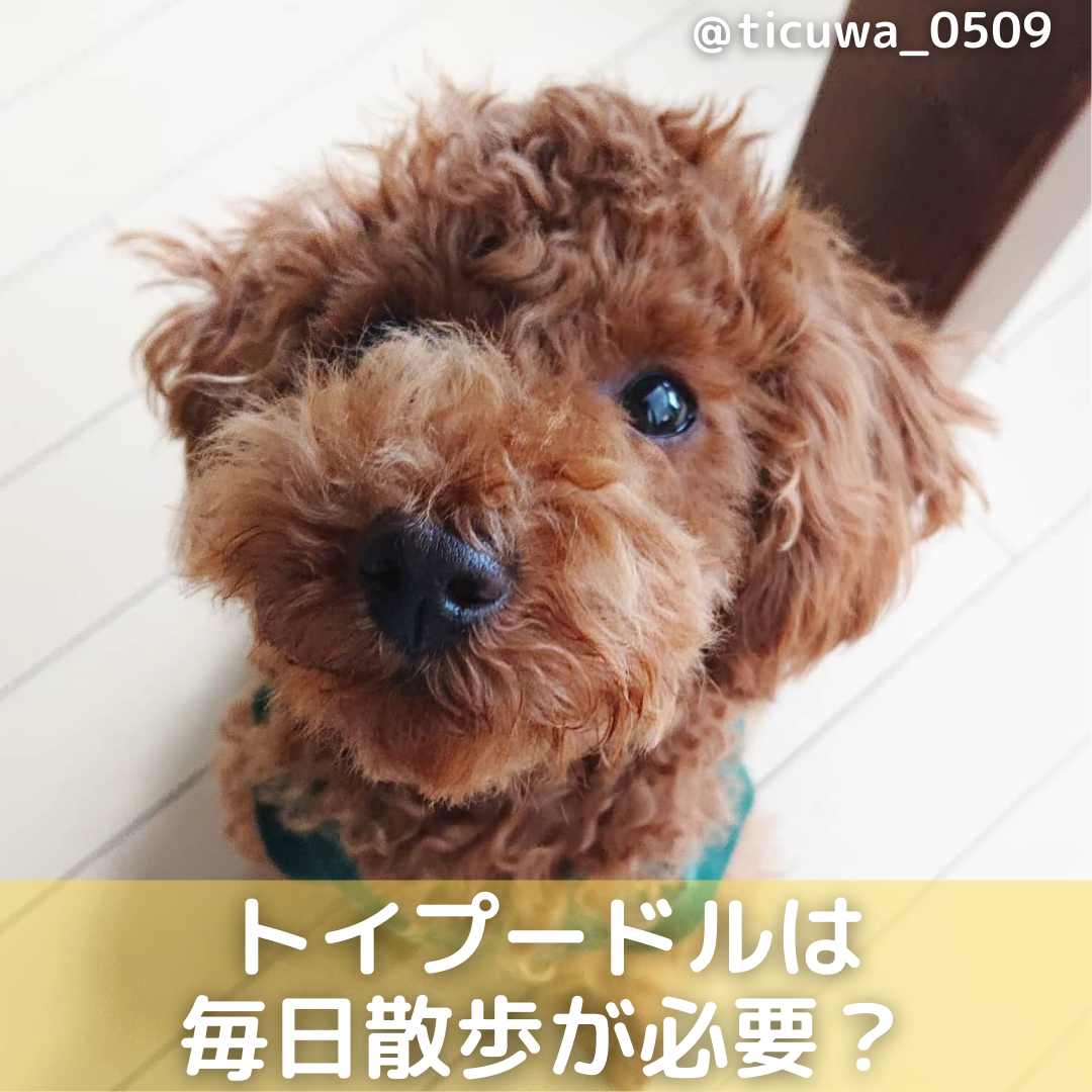 トイプードルは毎日散歩が必要 散歩の頻度 距離 時間等を解説 Moffme トイプードルは毎日散歩が必要 散歩の頻度 距離 時間等を解説 Moffme
