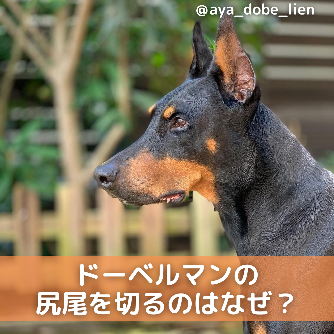 ドーベルマンがしっぽを切る理由は 断尾や断耳 性格についても解説 Moffme ドーベルマンがしっぽを切る理由は 断尾や断耳 性格についても解説 Moffme