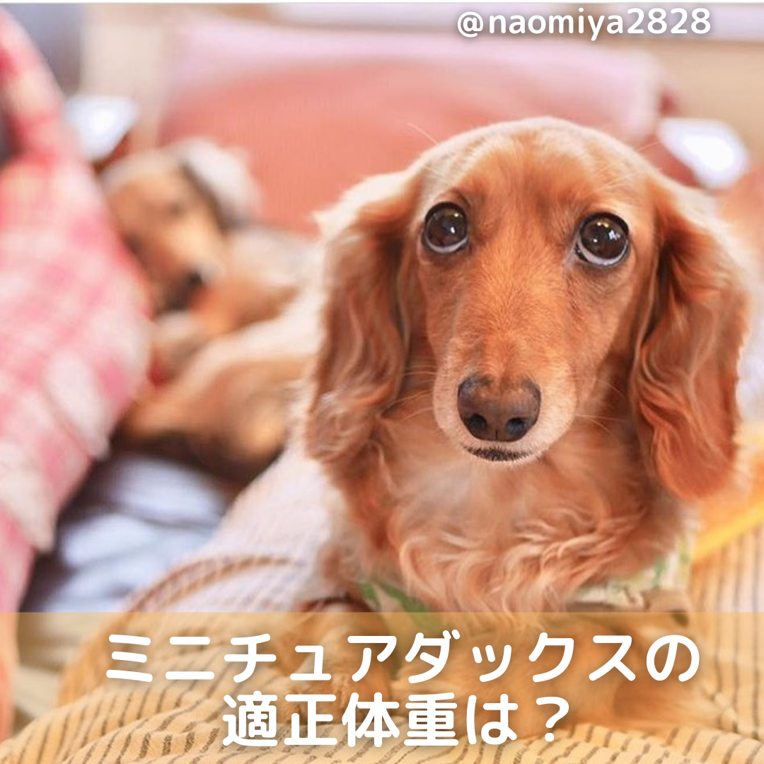 ミニチュアダックスフンドの適正体重は ダイエット法や病気も解説 Moffme ミニチュアダックスフンドの適正体重は ダイエット法や病気も解説 Moffme