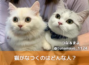 猫がなつくのはどんな人 なつく理由やなつかせる方法 コツも解説 Moffme