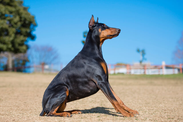 犬の名前を和風につけたい ランキングや幸せを運ぶ名前とは Moffme 犬の名前を和風につけたい ランキングや幸せを運ぶ名前とは Moffme