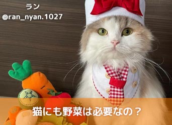 猫にも野菜は必要なの 猫にとって安全な野菜 危険な野菜を紹介 Moffme