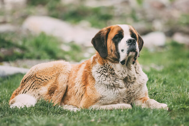 獣医師監修 犬の眼瞼炎とは 原因から症状 治療 予防まで解説 Moffme