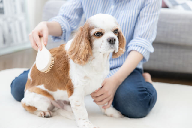 獣医師監修 犬の心筋症とは 種類や原因 症状 治療法を解説 Moffme
