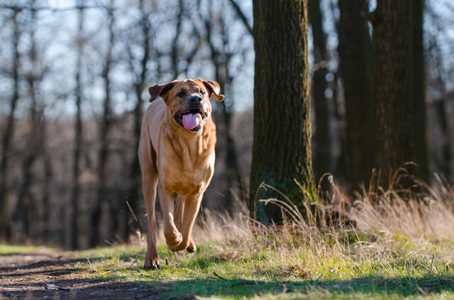 獣医師監修 犬の肝酵素上昇とは 原因や治療法を詳しく解説 Moffme