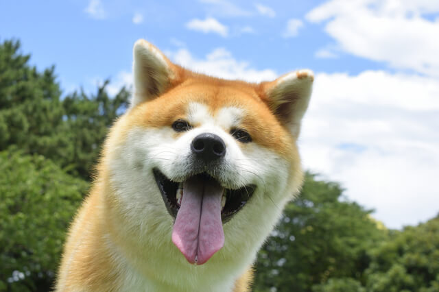 獣医師監修 犬の胃捻転とは 原因から症状 治療費 予防まで解説 Moffme 獣医師監修 犬の胃捻転とは 原因から症状 治療費 予防まで解説 Moffme