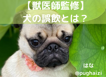 獣医師監修 犬の誤飲とは 原因や症状 治療 予防法を解説 Moffme 獣医師監修 犬の誤飲とは 原因や症状 治療 予防法を解説 Moffme