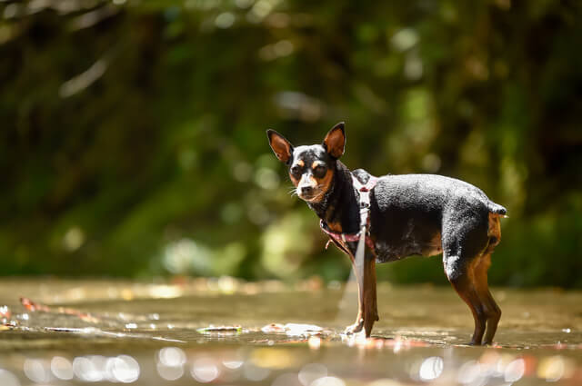 獣医師監修 犬のてんかんとは 原因から症状 治療 予防まで解説 Moffme