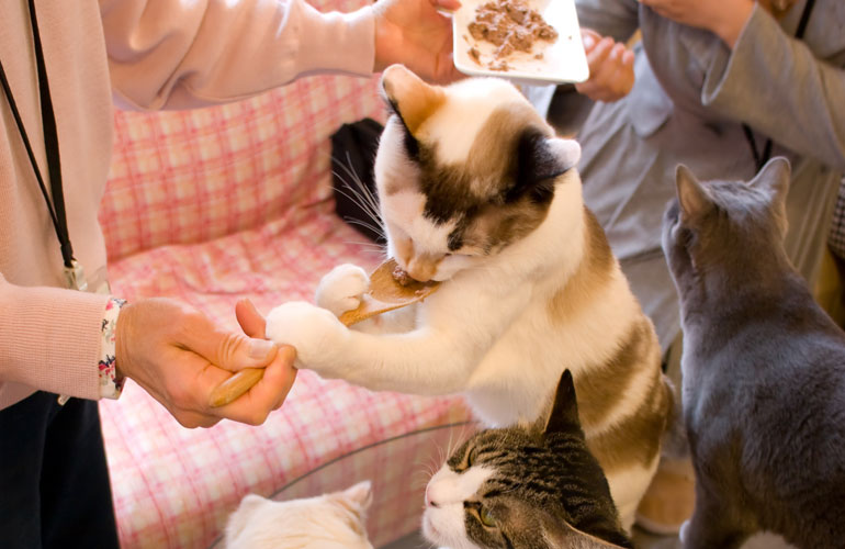 町田 原町田1丁目 6丁目 成瀬 鶴間 のおすすめ猫カフェ3選 Moffme