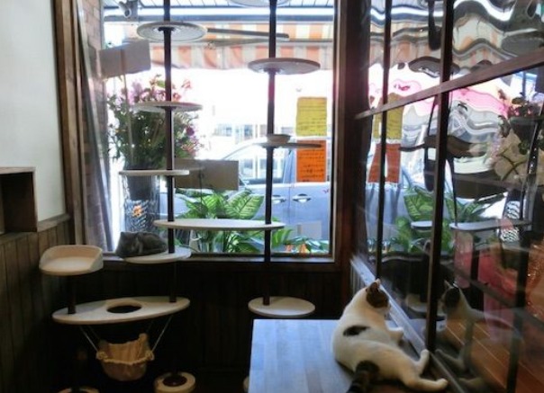 奈良県の猫カフェ6選 和テイストな空間で猫とのくつろぎタイム Moffme