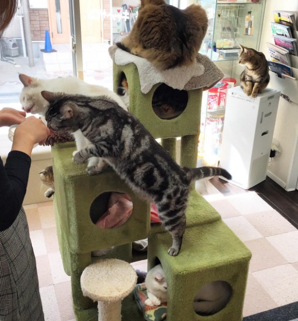 奈良県の猫カフェ6選 和テイストな空間で猫とのくつろぎタイム Moffme