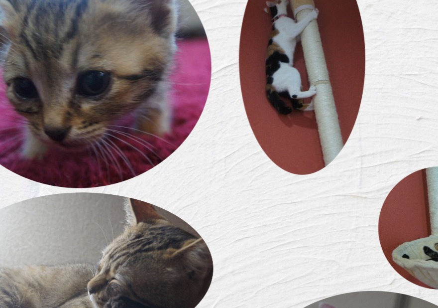 和歌山のおすすめ猫カフェ9選 ハリネズミに会える猫カフェも Moffme