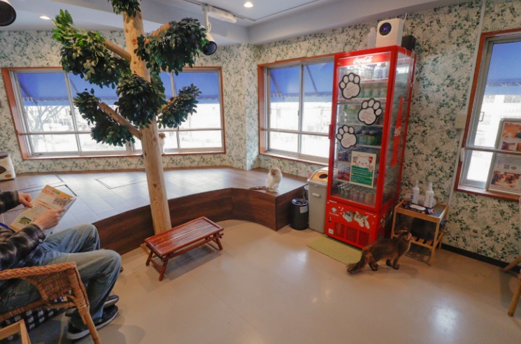 新宿の猫カフェ5選 おすすめはここ 看板猫がいる有名喫茶店も紹介 Moffme