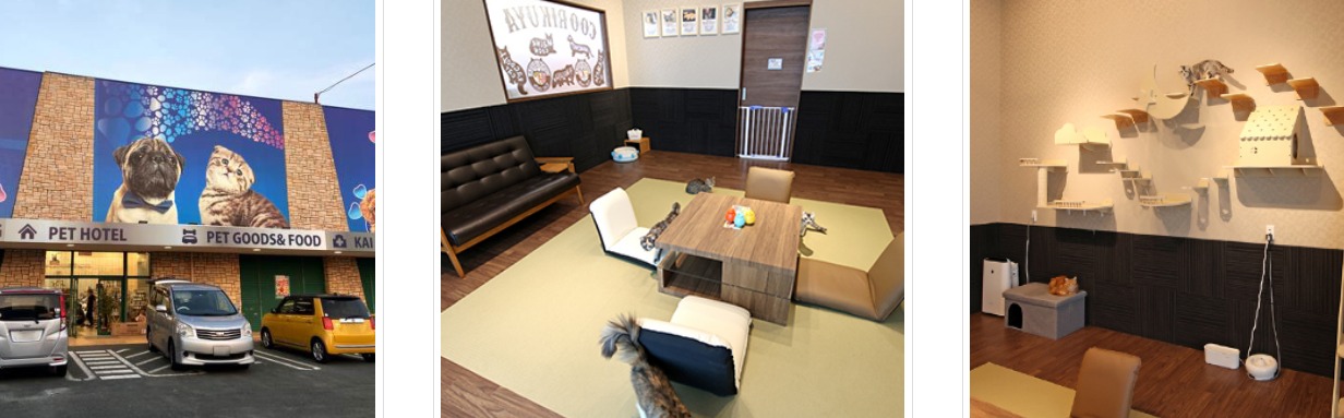 福岡に猫カフェはある 福岡のおすすめ 人気の猫カフェ13選 Moffme